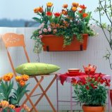SPring containers with Tulipa, Bellis, Erysimum and Hedera on orange themed balcony